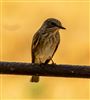 Photo of Spotted Flycatcher at Tyringham Park, Buckinghamshire. Taken by Adrian Roach on 14th August 2026.