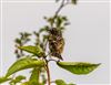 Photo of Stonechat at Pitstone Hill, Buckinghamshire. Taken by Adrian Roach on 15th August 2026.