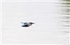 Photo of Kingfisher at Linford Reserve, Linford GPs, Buckinghamshire. Taken by Michael Haberfield on 16th August 2026.