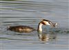 Great Crested Grebe at Linford Reserve, Linford GPs, Buckinghamshire. Photographed by Michael Haberfield on 15th August 2026.