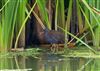 Water Rail at Linford Reserve, Linford GPs, Buckinghamshire. Photographed by Michael Haberfield on 17th August 2026.