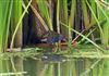 Water Rail at Linford Reserve, Linford GPs, Buckinghamshire. Photographed by Michael Haberfield on 17th August 2026.