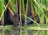 Water Rail at Linford Reserve, Linford GPs, Buckinghamshire. Photographed by Michael Haberfield on 17th August 2026.