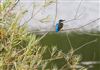 Photo of Kingfisher at Linford Reserve, Linford GPs, Buckinghamshire. Taken by Michael Haberfield on 19th August 2026.