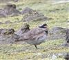 Photo of Ringed Plover at Dorney Common, Dorney, Buckinghamshire. Taken by Tony James on 19th August 2026.