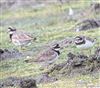 Photo of Ringed Plover at Dorney Common, Dorney, Buckinghamshire. Taken by Tony James on 19th August 2026.