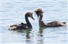 Great Crested Grebe at Little Marlow GP, Buckinghamshire. Photographed by David Ferguson on 31st July 2026.
