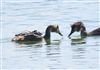 Great Crested Grebe at Little Marlow GP, Buckinghamshire. Photographed by David Ferguson on 31st July 2026.