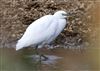Little Egret at Linford Reserve, Linford GPs, Buckinghamshire. Photographed by Michael Haberfield on 21st August 2026.