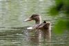 Photo of Shoveler at Linford Reserve, Linford GPs, Buckinghamshire. Taken by Michael Haberfield on 21st August 2026.