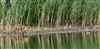OTHER SPECIES at Linford Reserve, Linford GPs, Buckinghamshire. Photographed by Michael Haberfield on 21st August 2026.
