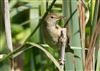 Photo of Reed Warbler at Linford Reserve, Linford GPs, Buckinghamshire. Taken by Michael Haberfield on 2nd August 2026.