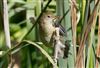 Photo of Reed Warbler at Linford Reserve, Linford GPs, Buckinghamshire. Taken by Michael Haberfield on 2nd August 2026.