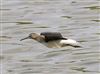 Photo of Green Sandpiper at Linford Reserve, Linford GPs, Buckinghamshire. Taken by Michael Haberfield on 2nd August 2026.