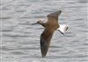 Photo of Green Sandpiper at Linford Reserve, Linford GPs, Buckinghamshire. Taken by Michael Haberfield on 2nd August 2026.