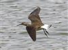 Photo of Green Sandpiper at Linford Reserve, Linford GPs, Buckinghamshire. Taken by Michael Haberfield on 2nd August 2026.