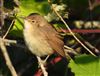 Photo of Reed Warbler at Willen Lake North, Willen Lakes, Buckinghamshire. Taken by Mike Wallen on 22nd August 2026.