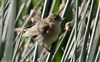 Photo of Reed Warbler at Willen Lakes, Buckinghamshire. Taken by Michael Haberfield on 22nd August 2026.