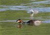 Great Crested Grebe at Linford Reserve, Linford GPs, Buckinghamshire. Photographed by Michael Haberfield on 23rd August 2026.