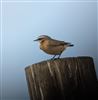 Wheatear at Little Marlow - Emmetts Fields, Buckinghamshire. Photographed by Tony James on 24th August 2026.