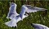 Sandwich Tern at Little Marlow GP, Buckinghamshire. Photographed by Graham Smith on 25th August 2026.
