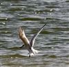 Sandwich Tern at Little Marlow GP, Buckinghamshire. Photographed by Graham Smith on 25th August 2026.