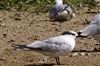 Sandwich Tern at Little Marlow GP, Buckinghamshire. Photographed by Graham Smith on 25th August 2026.
