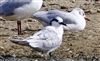 Sandwich Tern at Little Marlow GP, Buckinghamshire. Photographed by Graham Smith on 25th August 2026.