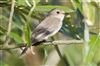 Photo of Spotted Flycatcher at Linford Reserve, Linford GPs, Buckinghamshire. Taken by Michael Haberfield on 25th August 2026.