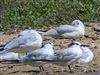 Sandwich Tern at Little Marlow GP, Buckinghamshire. Photographed by Tony James on 25th August 2026.
