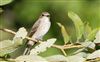 Photo of Spotted Flycatcher at Linford Reserve, Linford GPs, Buckinghamshire. Taken by Michael Haberfield on 25th August 2026.