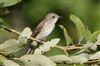 Photo of Spotted Flycatcher at Linford Reserve, Linford GPs, Buckinghamshire. Taken by Michael Haberfield on 25th August 2026.