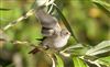 Photo of Spotted Flycatcher at Linford Reserve, Linford GPs, Buckinghamshire. Taken by Michael Haberfield on 25th August 2026.
