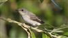 Photo of Spotted Flycatcher at Linford Reserve, Linford GPs, Buckinghamshire. Taken by Michael Haberfield on 25th August 2026.