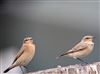 Photo of Wheatear at Dorney Common, Dorney, Buckinghamshire. Taken by Tony James on 26th August 2026.