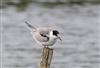 Common Tern at Linford Reserve, Linford GPs, Buckinghamshire. Photographed by Michael Haberfield on 26th August 2026.