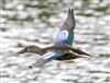 Photo of Shoveler at Linford Reserve, Linford GPs, Buckinghamshire. Taken by Michael Haberfield on 27th August 2026.