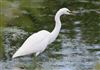 Little Egret at Willen Lake North, Willen Lakes, Buckinghamshire. Photographed by Michael Haberfield on 28th August 2026.