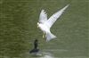 Common Tern at Linford Reserve, Linford GPs, Buckinghamshire. Photographed by Michael Haberfield on 30th August 2026.