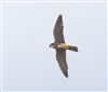 Hobby at Fulmer Lake, Fulmer, Buckinghamshire. Photographed by David Ferguson on 30th August 2026.