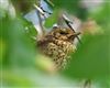 Photo of Song Thrush at Lee Common , Buckinghamshire. Taken by Don Stone on 25th July 2026.