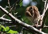Photo of Song Thrush at Lee Common , Buckinghamshire. Taken by Don Stone on 25th July 2026.