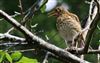 Photo of Song Thrush at Lee Common , Buckinghamshire. Taken by Don Stone on 25th July 2026.