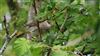 Blackcap at Lee Common , Buckinghamshire. Photographed by Don Stone on 25th July 2026.