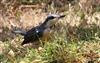 Photo of Nuthatch at Lee Common , Buckinghamshire. Taken by Don Stone on 25th July 2026.