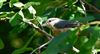 Photo of Nuthatch at Lee Common , Buckinghamshire. Taken by Don Stone on 25th July 2026.