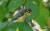 Photo of Blue Tit at Lee Common , Buckinghamshire. Taken by Don Stone on 25th July 2026.