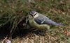 Photo of Blue Tit at Lee Common , Buckinghamshire. Taken by Don Stone on 25th July 2026.