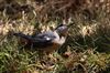 Photo of Nuthatch at Lee Common , Buckinghamshire. Taken by Don Stone on 25th July 2026.