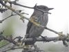 Photo of Spotted Flycatcher at Gayhurst Quarry, Buckinghamshire. Taken by Robert Norris on 4th August 2026.